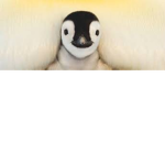 Penguin Armyyyy
