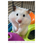 Cats and hamster club