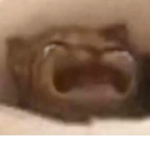 Giving Fear bobux
