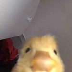 team baby ducks