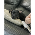 If you love puppy's