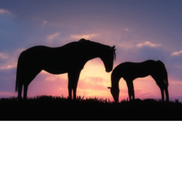 [Horse Fans & Riders] Horse Trivia :D