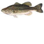 The Freshwater Fish Club