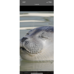 THE SEALS GONE BONKERS