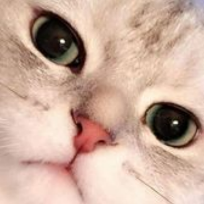 cute cat Roblox decal