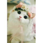 Hiii8 bo