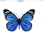 Butterfly pro