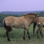 +.The Horse Herd.+