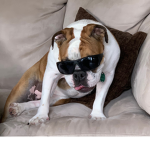 Lucy The Bulldog Fan club