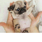 pugggssssss