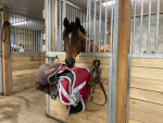 Horsepower and cat’s