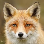 Cool Foxy Group