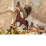 My Squirrels