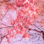 Sakura Vibe Café