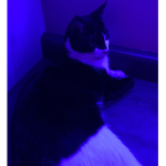 cattt!