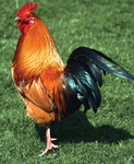This is a chicken