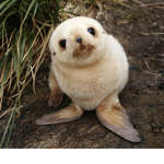 *-seal squad-*
