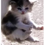 MEOW!GROUP!MEOW