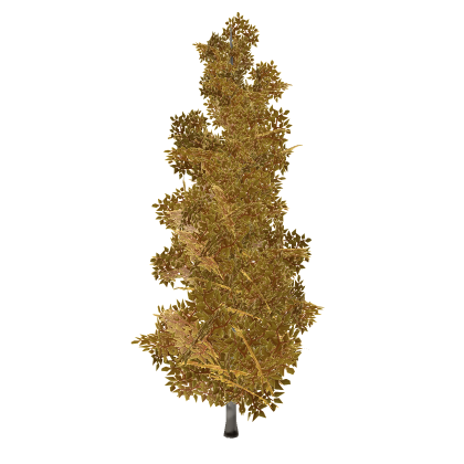 Birch Tree