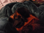 DO YOU LOVE MY Guinea pig!!!!