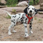Dalmation world
