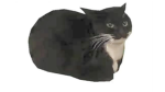 Cat Animashoons kitten's