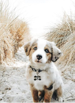 Puppies luvers