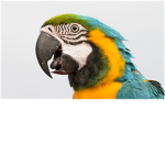 Parrot Productions Official Group!