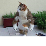 Buff cats are cool.