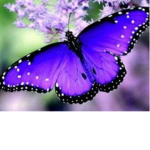 Butterfly angles