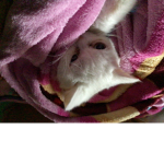 This is the best cat