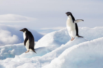 the penguinbros group