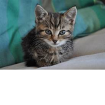 the cute kitten