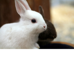 Bunny Family House