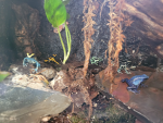Poison dart frog group