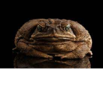 the Toad Bunch