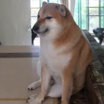Doge's Society
