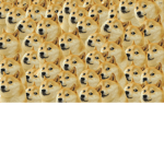Doge Player Official YT Fan group