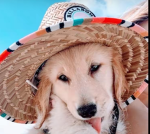cute dogs club!!