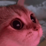 NotRobloxCat Studios
