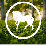 ~ Grand Oaks Equestrian ~