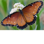 buterflys