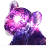 Galaxy tigers rock
