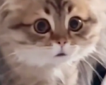 Cat "Community"