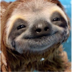 TEXT_sloths, sloth group is W
