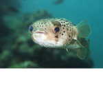 pufferfish cove