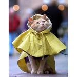 Meow! meow meow.