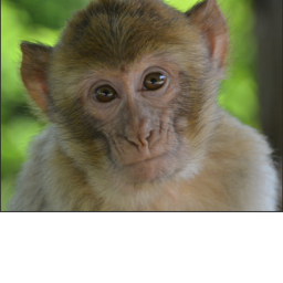 monkey tryouts