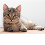 join this group if you love animals