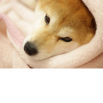 PEE DOG